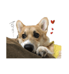 レオくん♂（個別スタンプ：13）