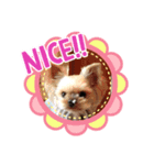 ルンルンヨーキー（個別スタンプ：4）