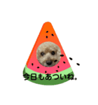 ぼく、ミルキー！②（個別スタンプ：8）