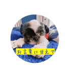 Dooogss（個別スタンプ：18）