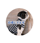 Dooogss（個別スタンプ：36）