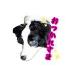 ぼ〜スタンプ（個別スタンプ：6）