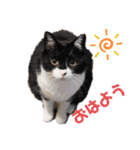 けだまたち（個別スタンプ：5）