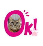 けだまたち（個別スタンプ：14）
