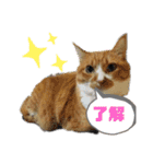 けだまたち（個別スタンプ：16）