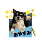 けだまたち（個別スタンプ：17）