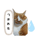 けだまたち（個別スタンプ：18）