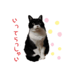 けだまたち（個別スタンプ：20）