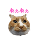 けだまたち（個別スタンプ：23）