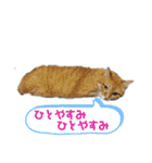 けだまたち（個別スタンプ：24）