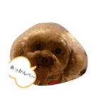 coco＆マロン（個別スタンプ：2）