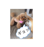 coco＆マロン（個別スタンプ：5）