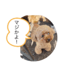 coco＆マロン（個別スタンプ：7）