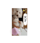 coco＆マロン（個別スタンプ：10）