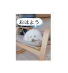 coco＆マロン（個別スタンプ：12）