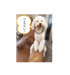 coco＆マロン（個別スタンプ：14）