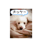 coco＆マロン（個別スタンプ：16）