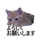 猫の仗助（個別スタンプ：3）