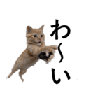 猫の仗助（個別スタンプ：4）