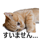 猫の仗助（個別スタンプ：5）