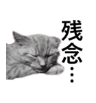 猫の仗助（個別スタンプ：7）