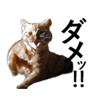 猫の仗助（個別スタンプ：8）