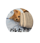 まろまろ。スタンプ（個別スタンプ：7）