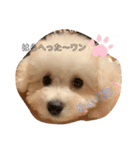 わんちゃんズ❤️2（個別スタンプ：1）