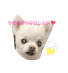 わんちゃんズ❤️2（個別スタンプ：4）