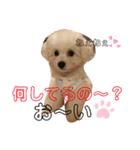 わんちゃんズ❤️2（個別スタンプ：8）