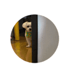 みるくのわんわんスタンプ③（個別スタンプ：6）