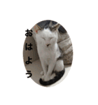うちの猫たちの割も使えるスタンプ（個別スタンプ：1）