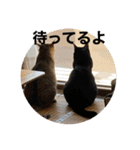 うちの猫たちの割も使えるスタンプ（個別スタンプ：3）