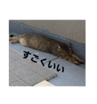 うちの猫たちの割も使えるスタンプ（個別スタンプ：4）