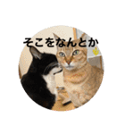 うちの猫たちの割も使えるスタンプ（個別スタンプ：5）