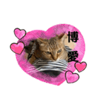 うちの猫たちの割も使えるスタンプ（個別スタンプ：6）