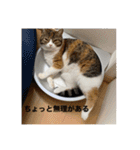 うちの猫たちの割も使えるスタンプ（個別スタンプ：7）