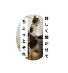 うちの猫たちの割も使えるスタンプ（個別スタンプ：8）