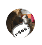 うちの猫たちの割も使えるスタンプ（個別スタンプ：9）