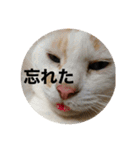 うちの猫たちの割も使えるスタンプ（個別スタンプ：10）