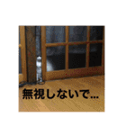 うちの猫たちの割も使えるスタンプ（個別スタンプ：12）