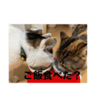 うちの猫たちの割も使えるスタンプ（個別スタンプ：13）