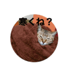 うちの猫たちの割も使えるスタンプ（個別スタンプ：14）