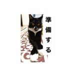 うちの猫たちの割も使えるスタンプ（個別スタンプ：16）