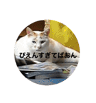 うちの猫たちの割も使えるスタンプ（個別スタンプ：17）
