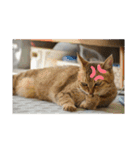 うちの猫たちの割も使えるスタンプ（個別スタンプ：18）