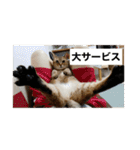 うちの猫たちの割も使えるスタンプ（個別スタンプ：20）