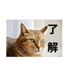 うちの猫たちの割も使えるスタンプ（個別スタンプ：22）