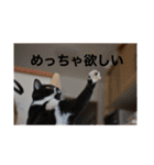 うちの猫たちの割も使えるスタンプ（個別スタンプ：23）