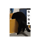 うちの猫たちの割も使えるスタンプ（個別スタンプ：25）